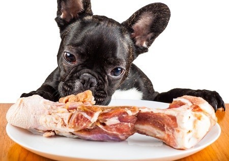 7 cosas debes saber antes de darle huesos a tu perro que podrían SALVAR SU VIDA