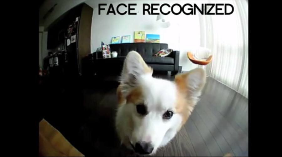PetBot: Ahora tu Perro podrá tomarse Selfies y Más