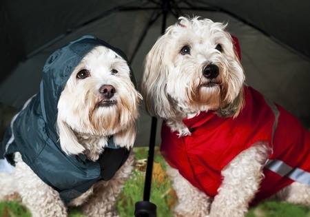 5 tips para pasear con tu perro en época de lluvia