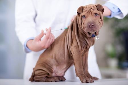 Vacunas para perro