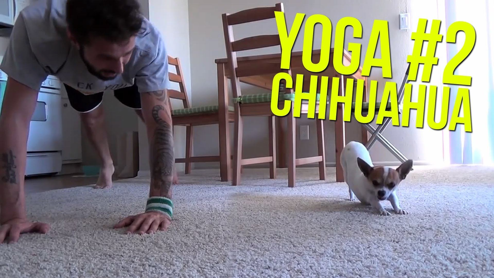 A perro en Italia le encanta hacer Yoga junto a su Dueño