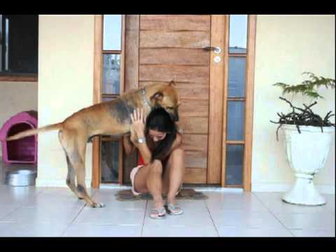 Ataque de un Perro Adoptado