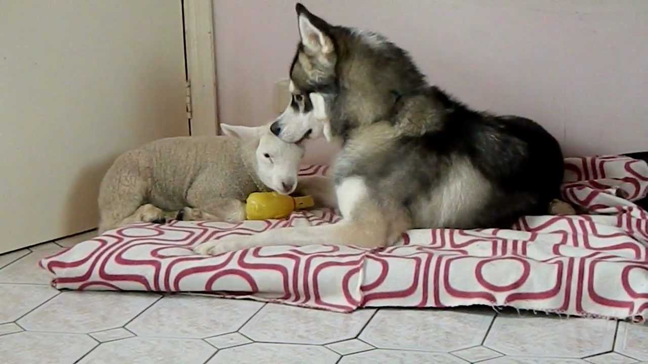 Borreguito invade la cama de este perro, mira como reacciona