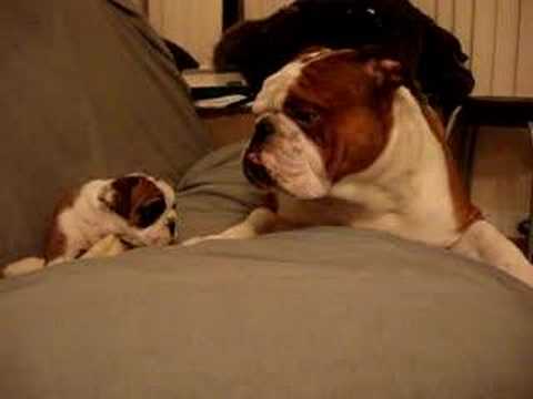 Bulldog conoce a su cachorro por primera vez, algo no estaba preparado