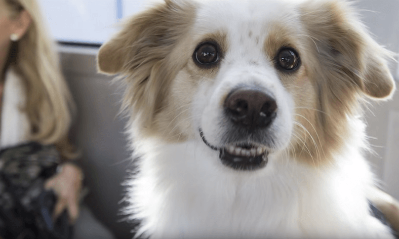 Alicante, España lanza el “Bus Can” para permitir perros en Autobuses