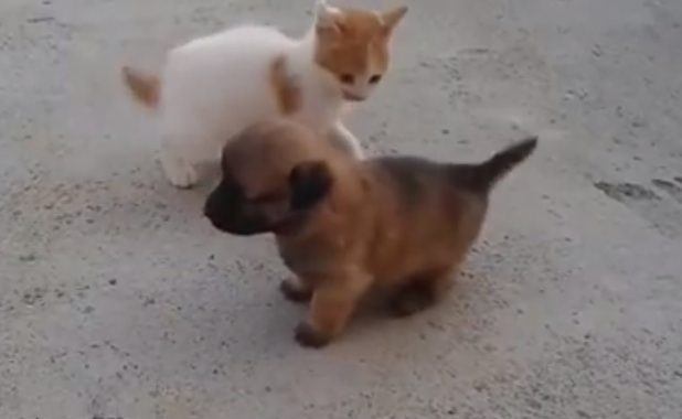 cachorro y gatito pelean