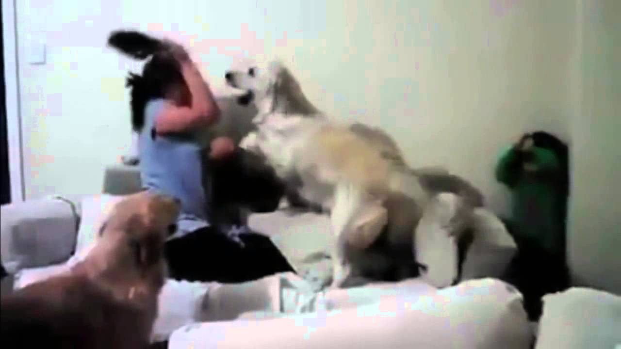 Como estos perros protegen de la violencia a este niño te sorprenderá
