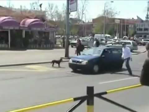Dejen cruzar la calle a un perro igual que a gente, sino pasa esto