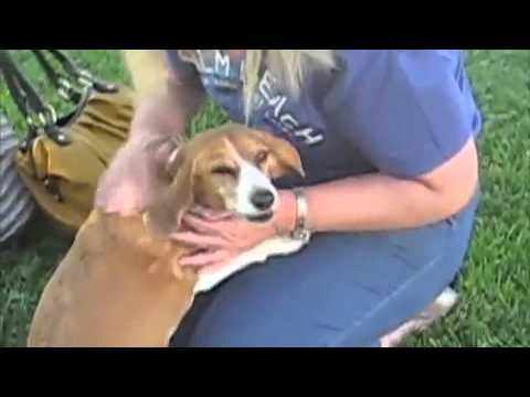 Despues de ver este video no tendrás duda un perro tiene sentimientos