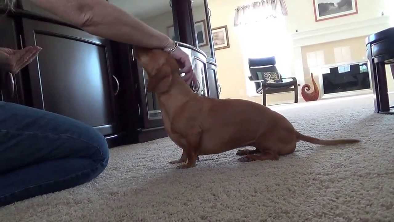 El truco que hace este perro corriendo te va a encantar
