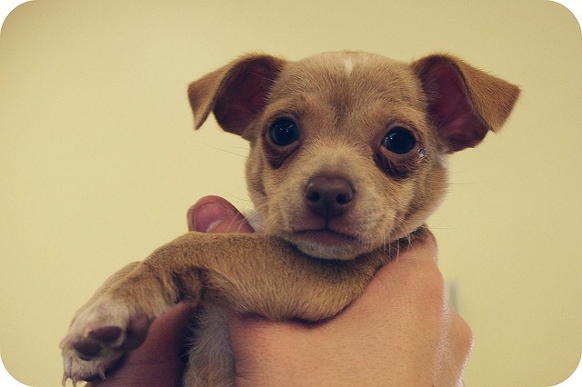 Empleado de tienda de mascotas renuncia después cachorro muere en sus brazos