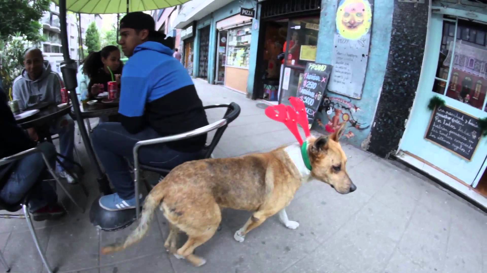 En Chile perros sin casa se transformaron en “Renos” de Santa Clous con esperanza de encontrar un hogar