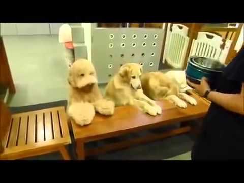 En oriente perros rezan antes de comer y lo que hacen al final es genial!