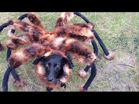 Esta broma de perro araña les saco el susto de sus vidas (y nos hizo reír mucho)