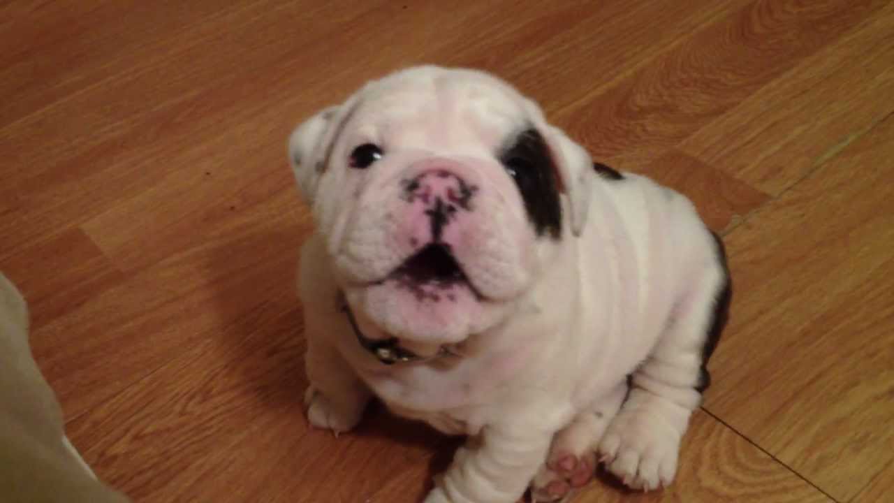Feroz Bulldog bebe te dará ganas incontrolables abrazar al perro más cercano