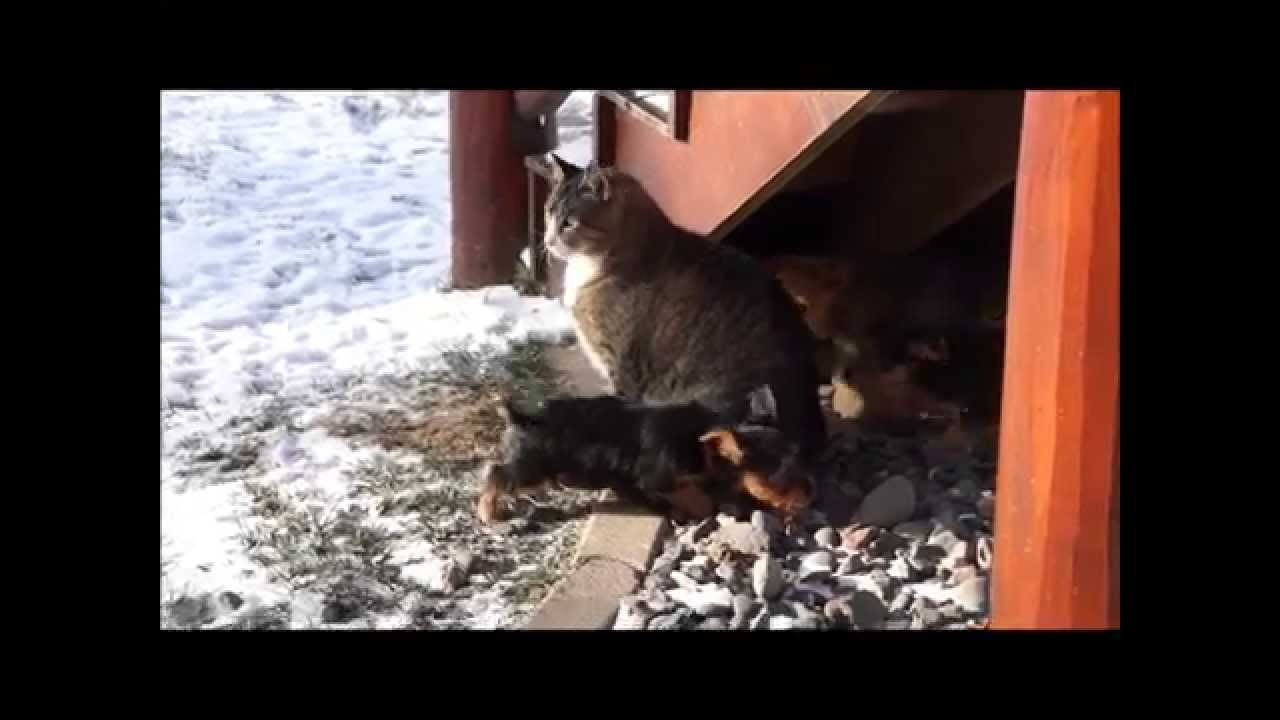 Gato sobrevive ataque de una camada de cachorros