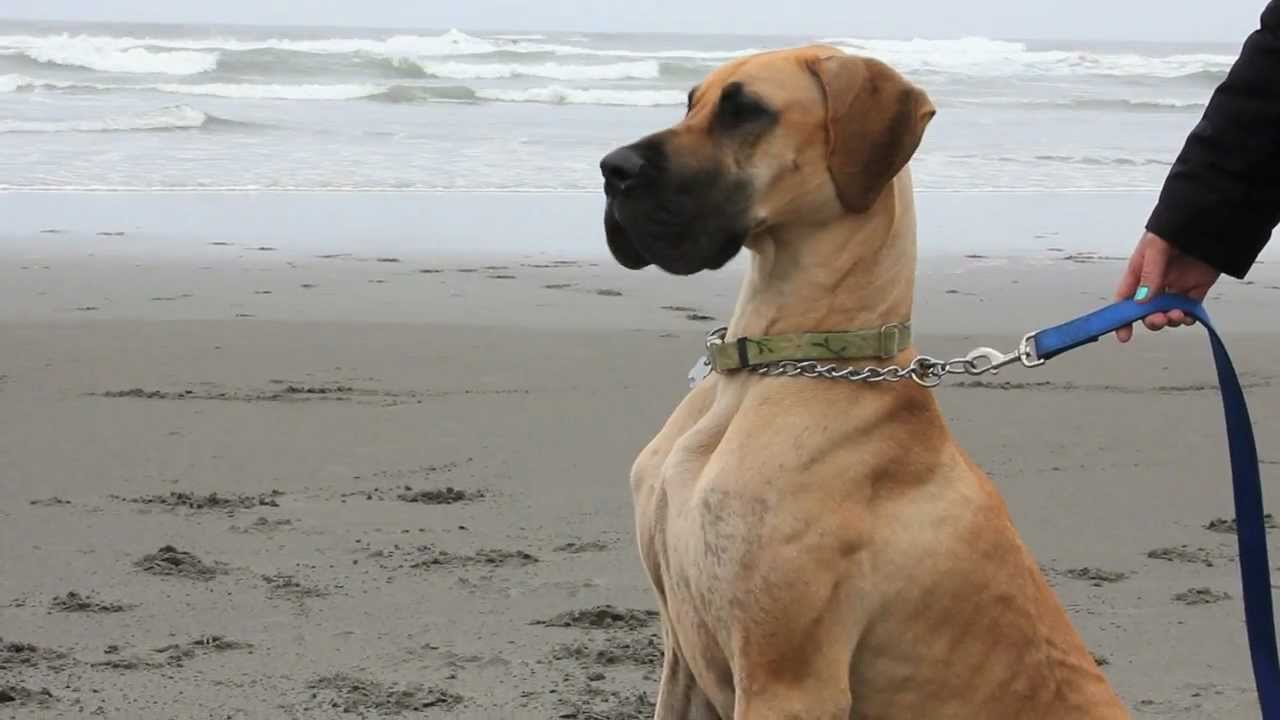 Gran danés es liberado en la playa y descubre es su lugar favorito!