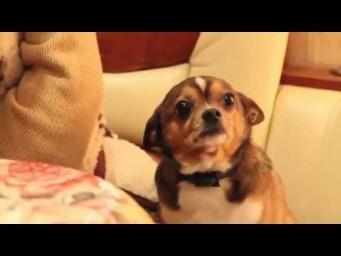Hoy no verás algo más tierno que este perrito siendo regañado