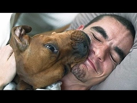Las mejores alarmas tienen cuatro patas y ladran – Compilación de Perros alarma
