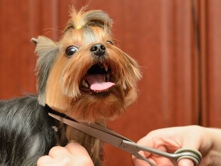 Lo que necesitas saber antes de rapar a tu perro en época de calor