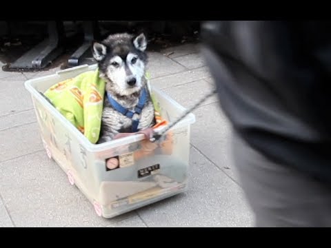 Mira como anciano en Japón le rinde respeto a su perro de 16 años que no puede caminar