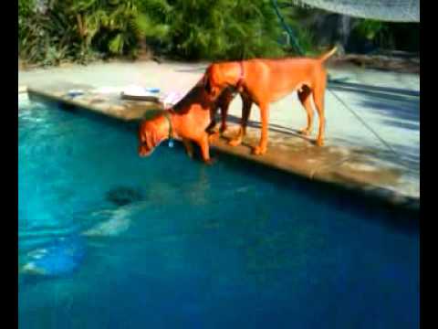 Perro quiere salvar a su dueño cuando se sumerge en Piscina