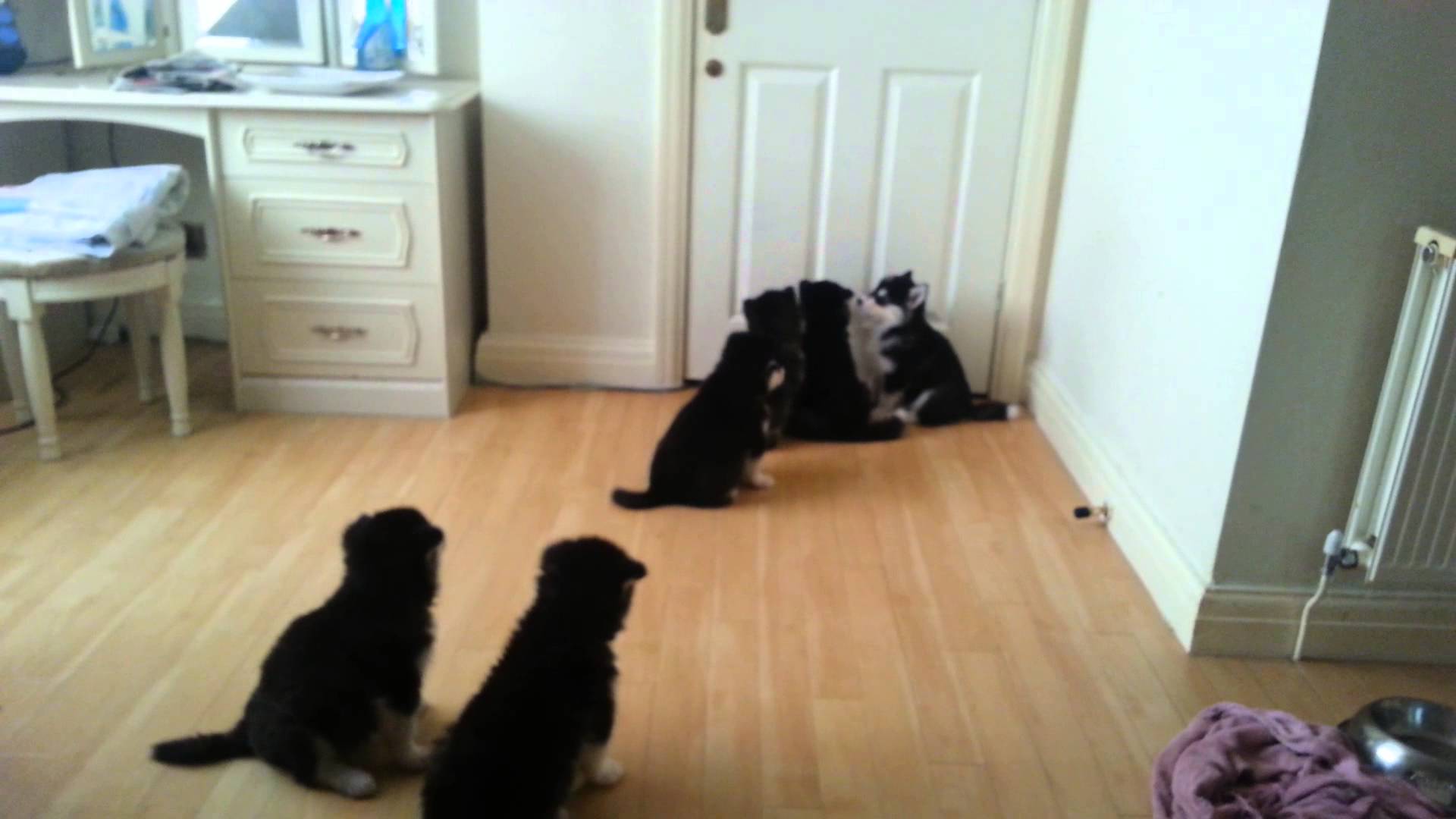 Miren lo que hacen esta camada de cachorros cuando se va su mama