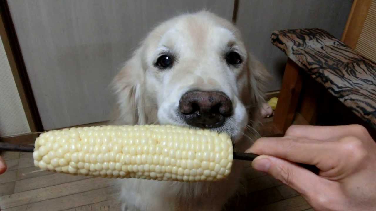 No vas a poder parar de ver a este Perro disfrutar su elotote!