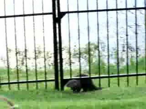 Nutria de río visita a su amigo perro cada tarde sin falta