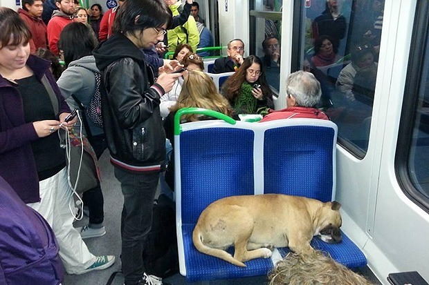 ‘Pepe’ el perro que viajaba solo en metro de Valparaiso y encontró la felicidad
