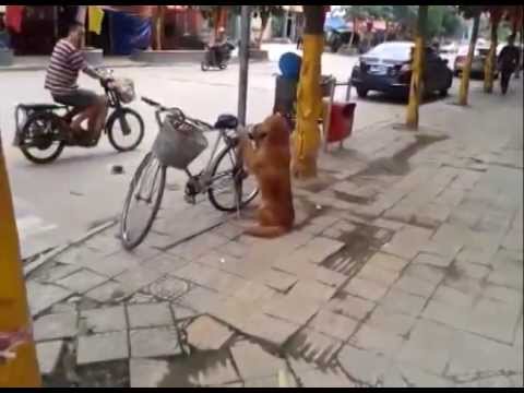 Perro cuida Bicicleta, cuando llega dueño hace algo sorprendente