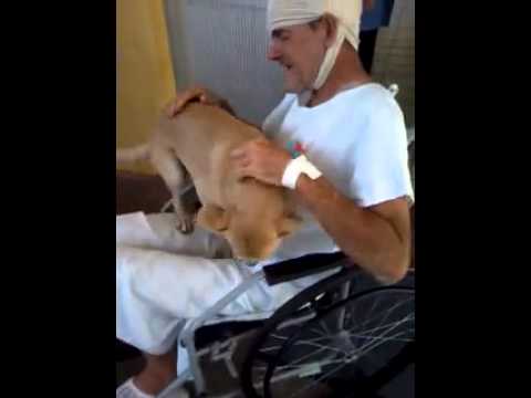 Perro de hombre sin casa lo esperó 8 días afuera de hospital, este fue su reencuentro