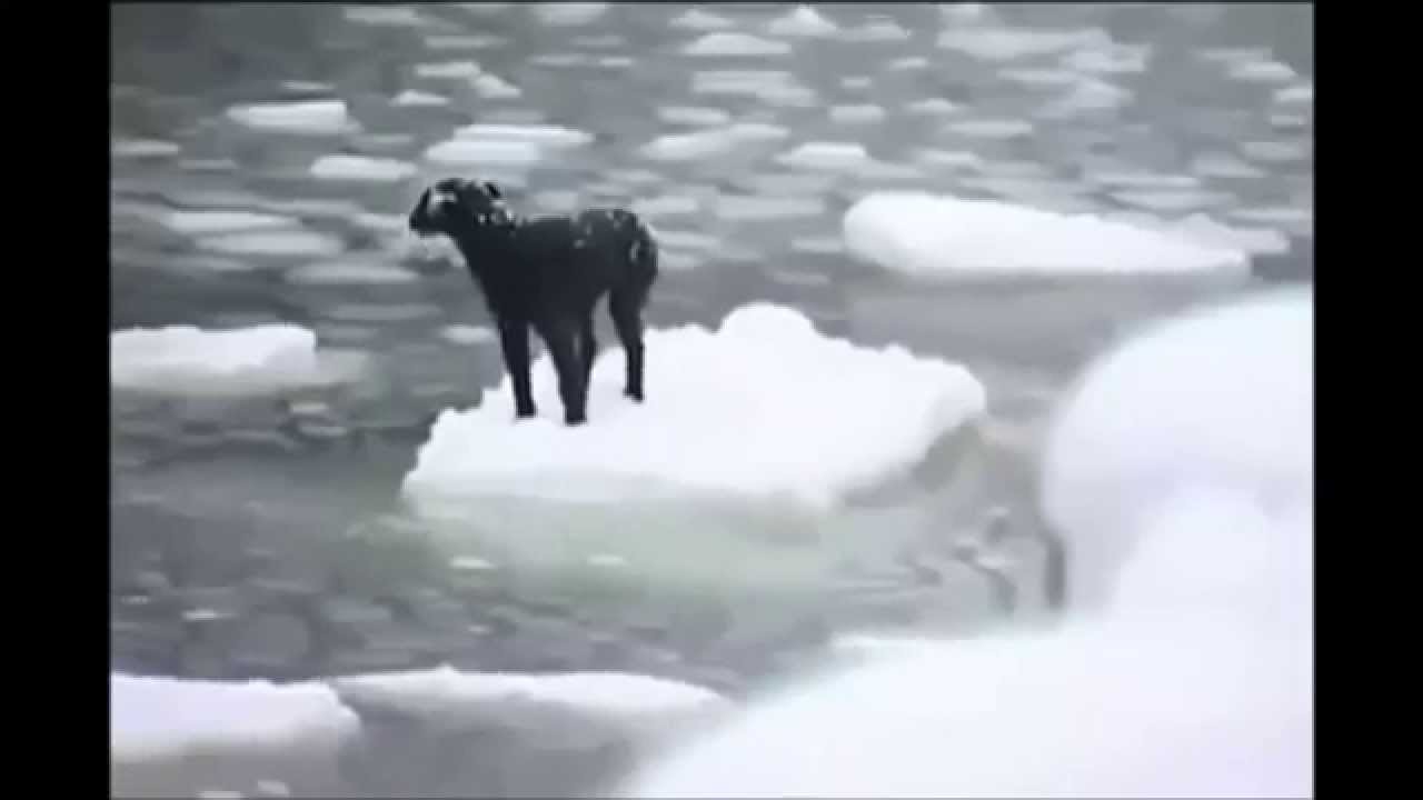 Perro dejado flotando en hielo a morir en Siberia tenia Angel