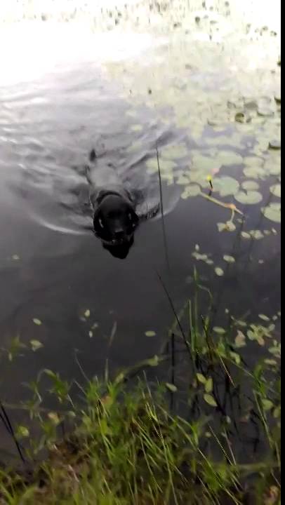 Perro entra a Lago para salvar a pajarito