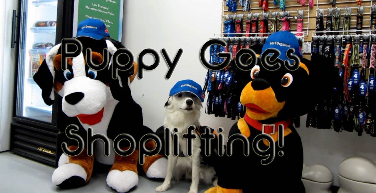 Perro entra a tienda de mascotas y la roba