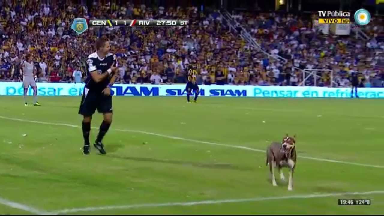 Perro es aplaudido en medio de partido de fútbol profesional por dejar “regalito”