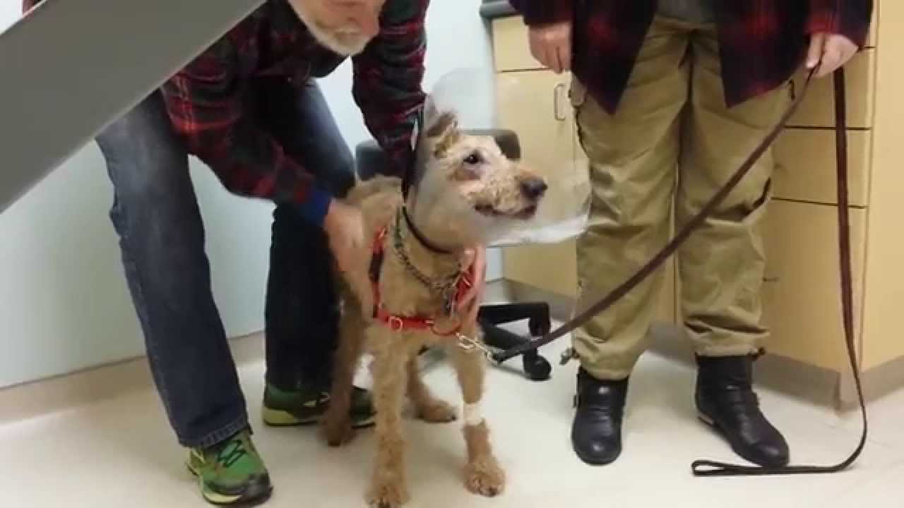 Perro ciego ve a familia por primera vez después de ser operado, conmovedor