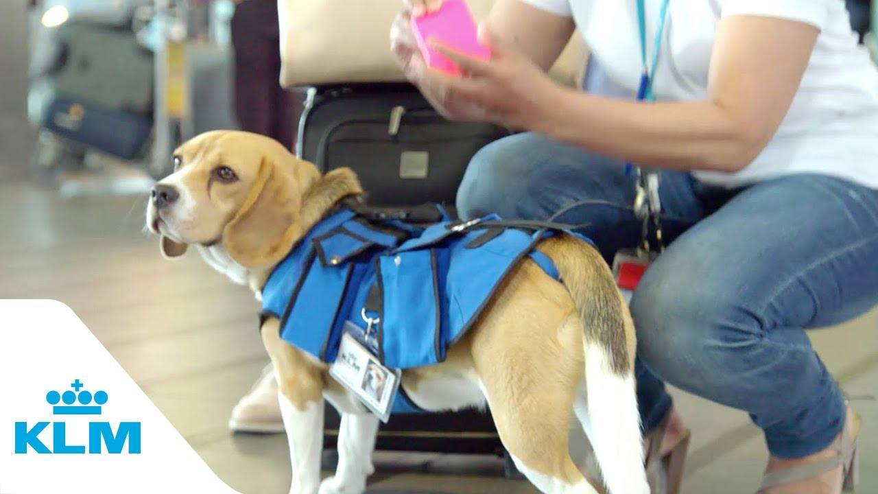 Perro en aeropuerto sorprende y regresa objetos perdidos a dueños!