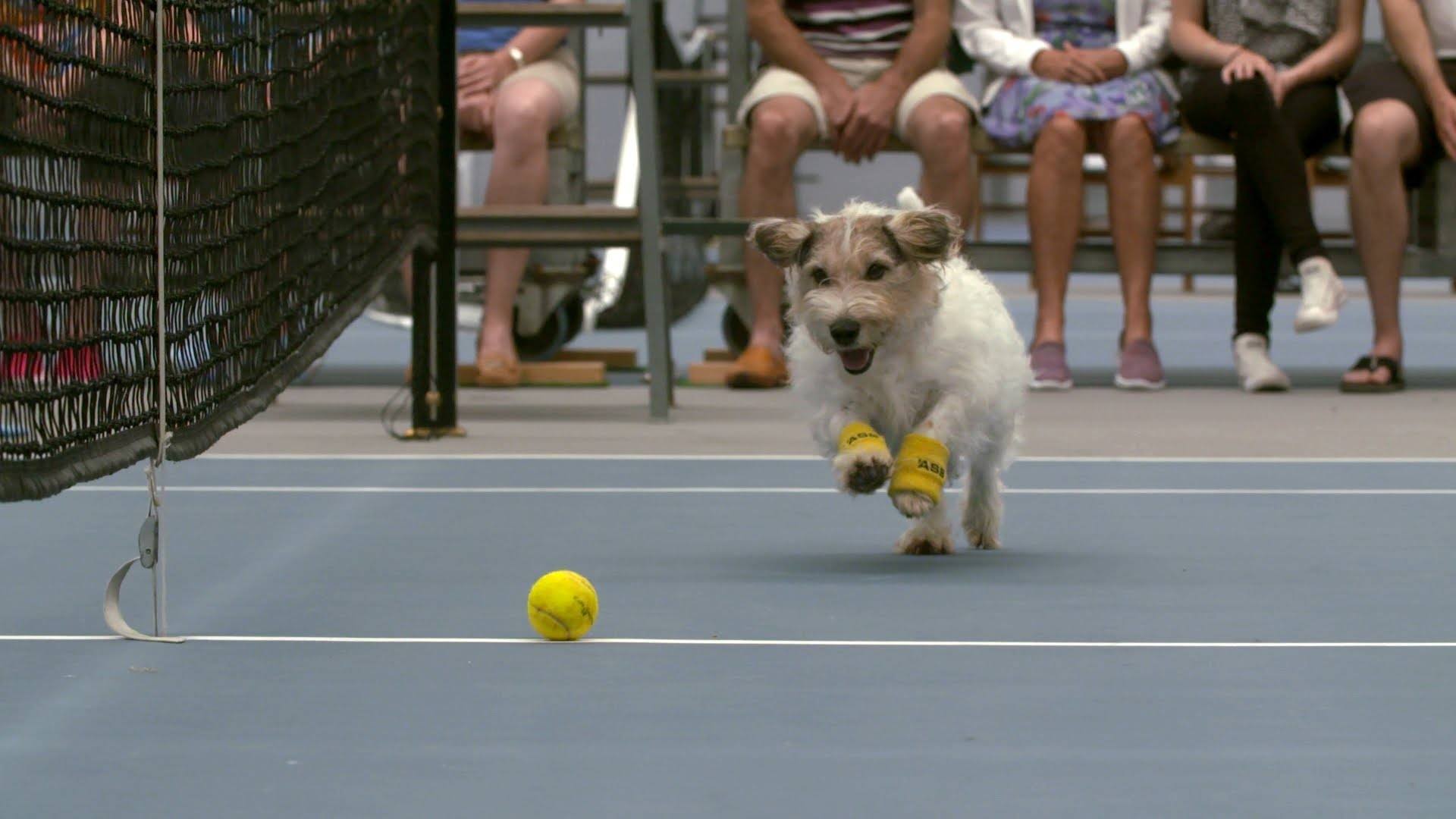 Perros recoge bolas contratados para juego de Tennis profesional con Venus Williams