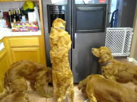 Perros se sirven solitos hasta los hielos del refrigerador