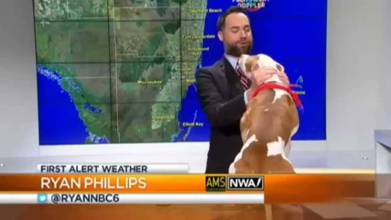 Pitbull salta a presentador durante la transmisión del Noticiero de la mañana
