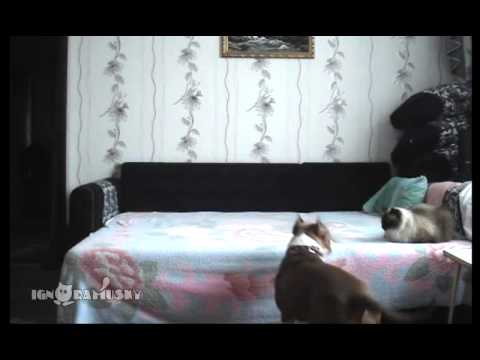 Que pasa cuando le prohiben a un Perro subir a la cama y su dueño sale de casa?