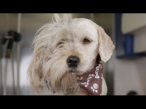Rescatado sucio y hambriento, fue adoptado gracias a increíble transformación
