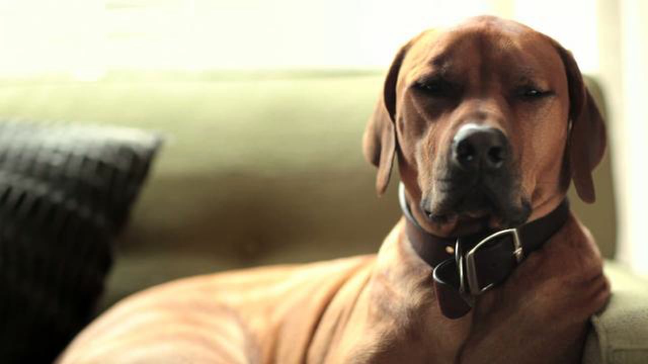 Si así sueña un perro, yo quiero soñar como perro todos los días!