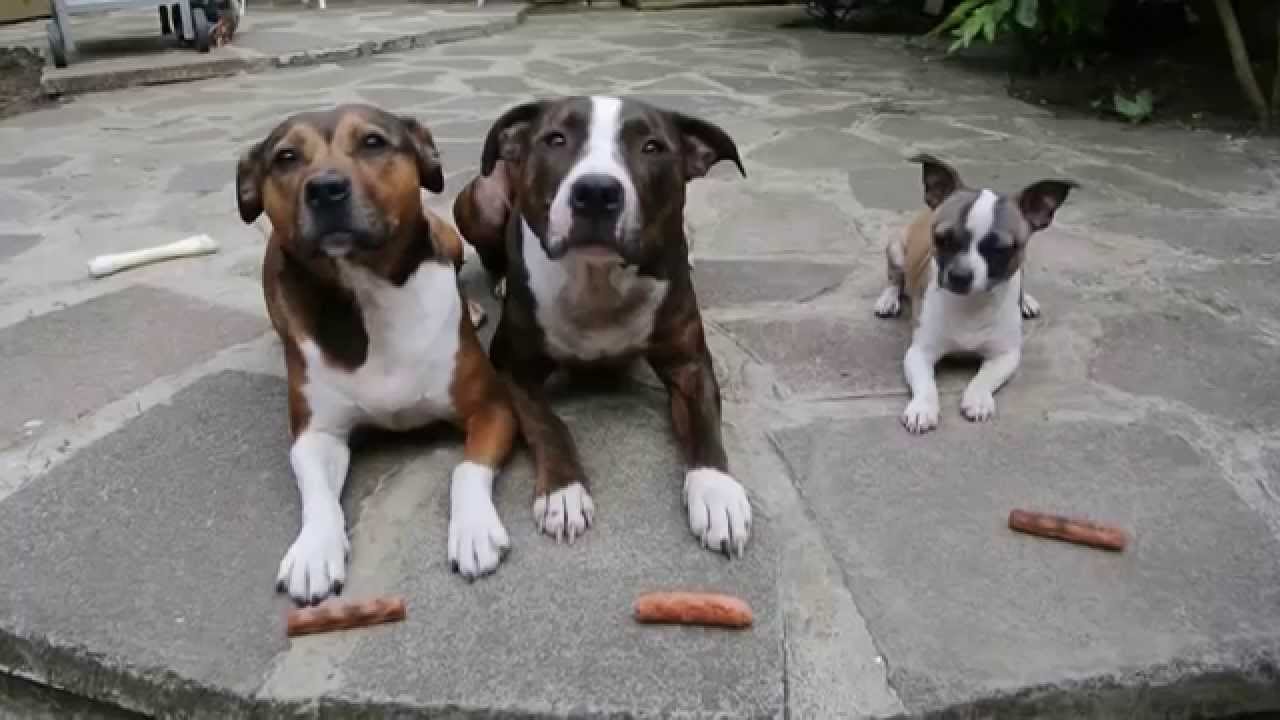 Tres perros, y tres premios, no vas a creer lo que pasa después