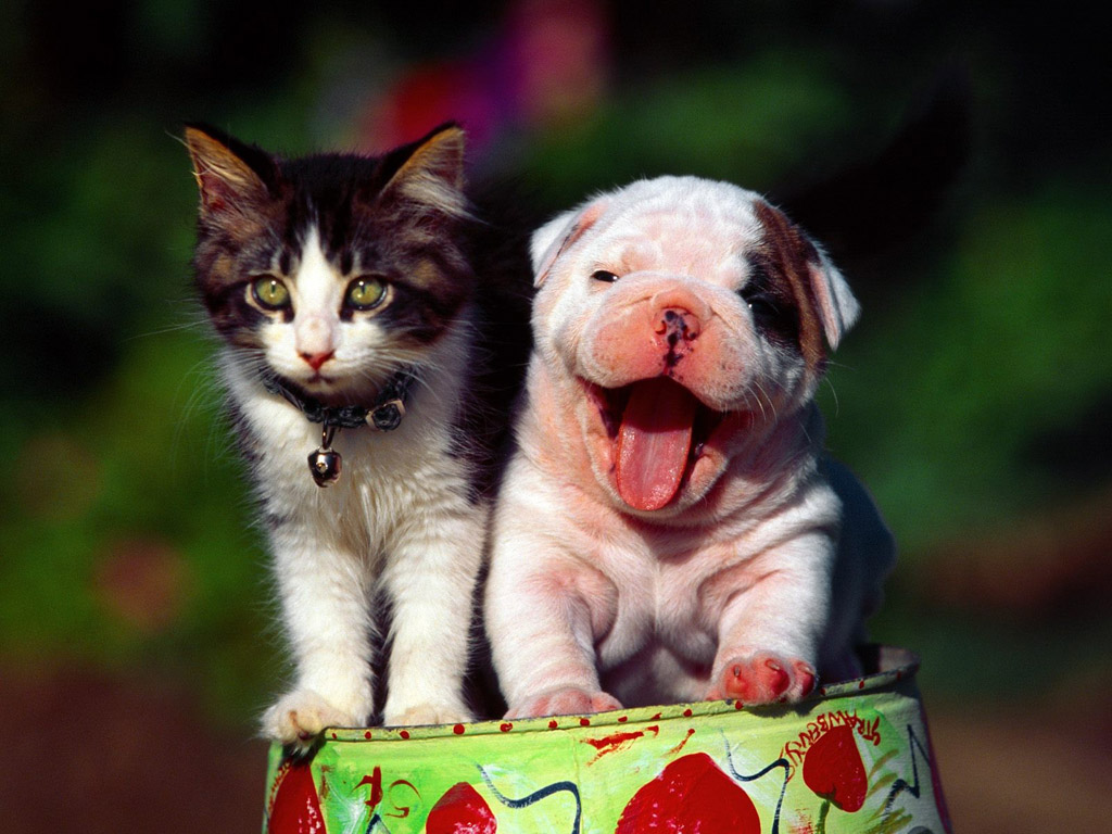 ¿Quién tiene la mejor personalidad: Amantes de perros o de gatos?