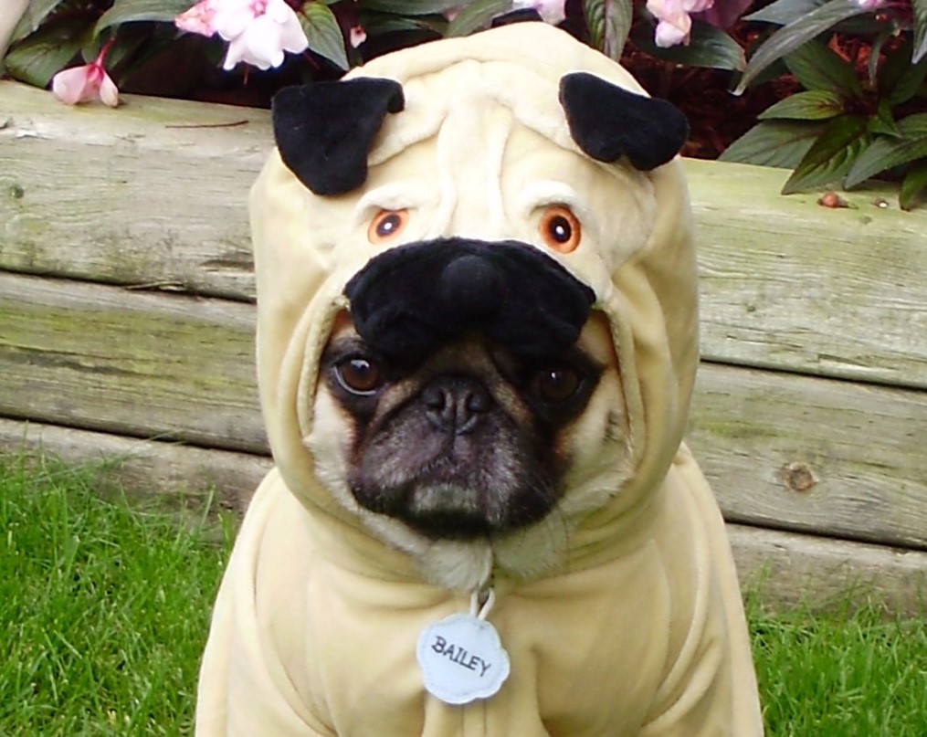 ¿Qué disfraz para Pug ganará el Internet este Halloween?
