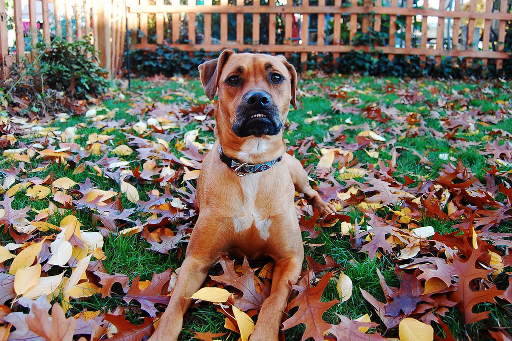 8 peligros para tu perro en época de otoño que necesitas evitar