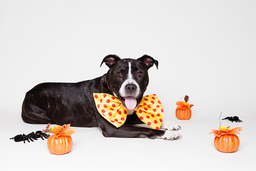 5 dulces comunes en halloween malos para tu perro