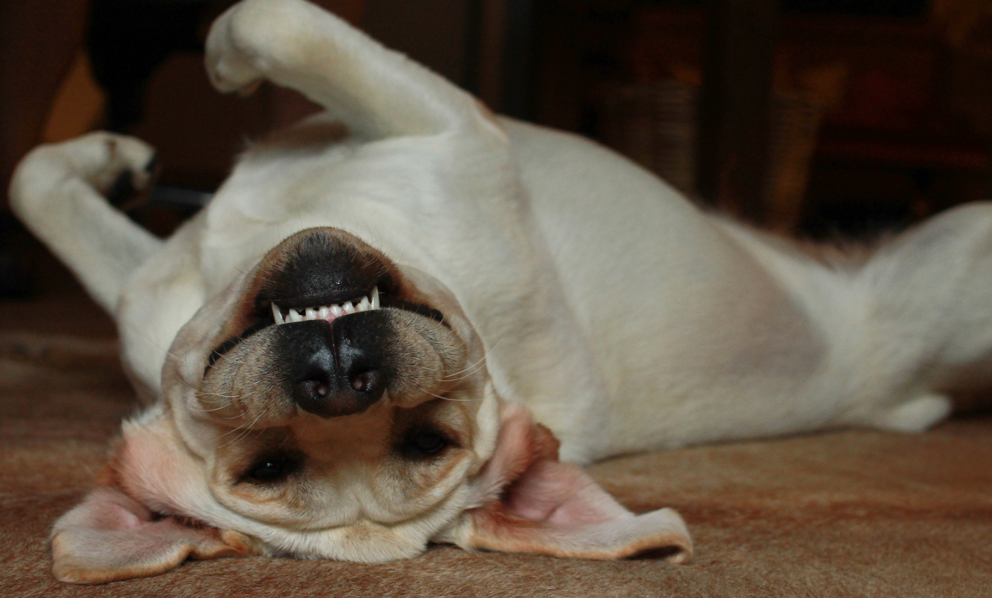 6 graciosas maneras nuestros perros explicarían sus travesuras si pudieran